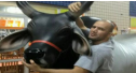 Glover Teixeira vive sonho de estrear no UFC