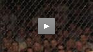 Who's bold enough to stand and trade blows with 'The Iceman,' Chuck Liddell? Vernon White, that's who.