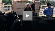 Fighters Mark Hominick and Stefan Struve dare to get face-to-face with bulls at the Calgary Stampede while Kelowna's Rory MacDonald looks on with doubt.