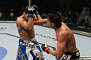 SAN JOSE, CA - NOVEMBER 19: (R-L) Miguel Torres punches Nick Pace during an UFC Bantamweight bout at the HP Pavillion in San Jose, California on November 19, 2011 in San Jose, California.  (Photo by Josh Hedges/Zuffa LLC/Zuffa LLC via Getty Images)
